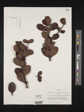 Chalepophyllum guyanense image