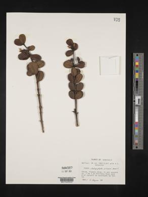 Chalepophyllum guyanense image