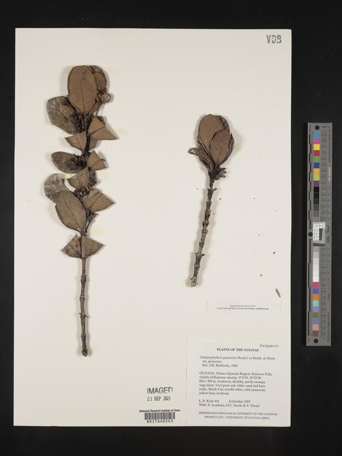 Chalepophyllum image