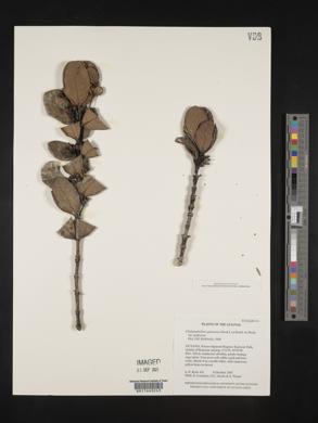 Media resource of Chalepophyllum guyanense