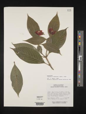 Psychotria poeppigiana image