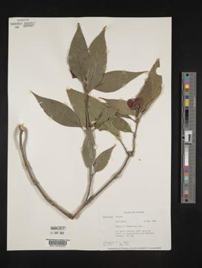 Psychotria poeppigiana image