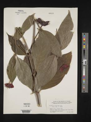 Psychotria poeppigiana image