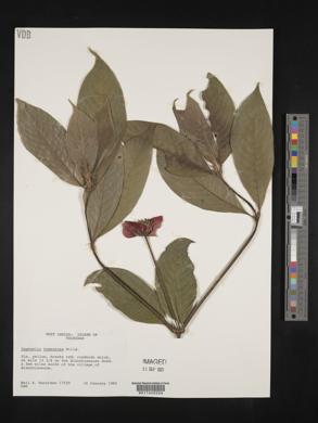 Psychotria poeppigiana image