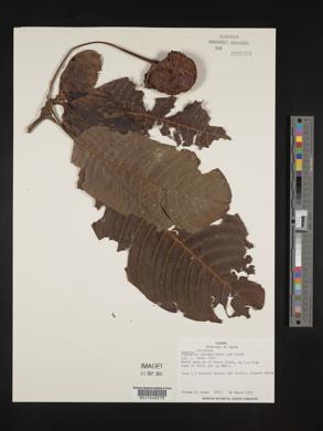 Palicourea correae image