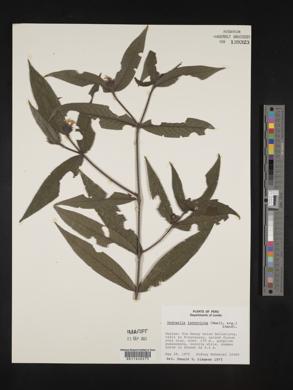 Psychotria iodotricha image