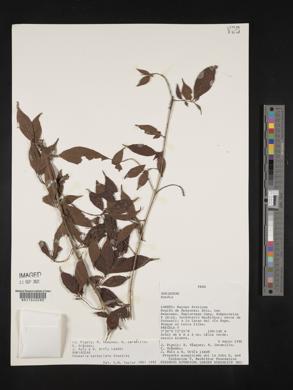 Chomelia tenuiflora image