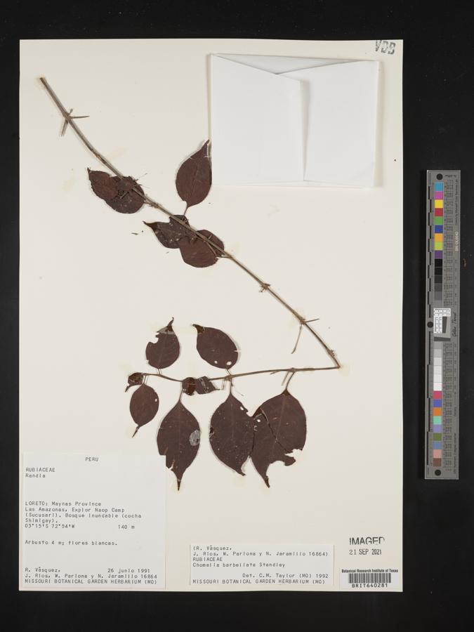 Chomelia tenuiflora image