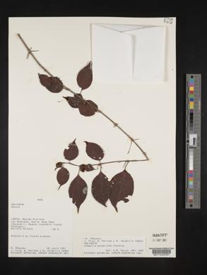 Chomelia tenuiflora image