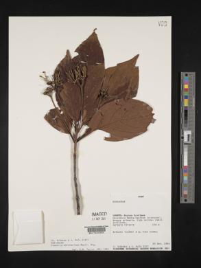 Chomelia malaneoides image