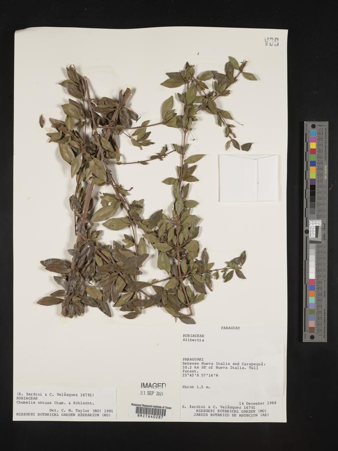 Chomelia obtusa image