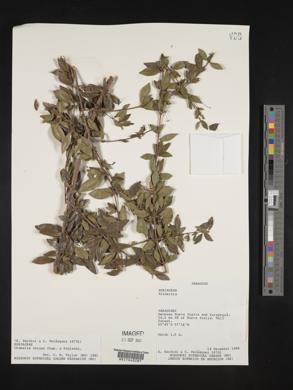 Chomelia obtusa image