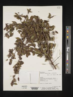 Chomelia obtusa image