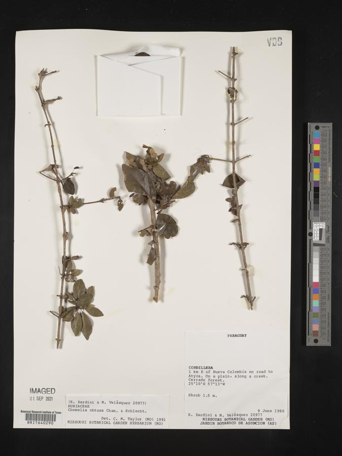 Chomelia obtusa image