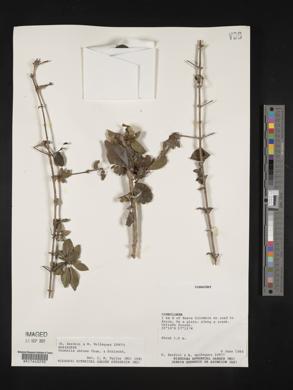 Chomelia obtusa image