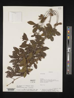 Chomelia obtusa image
