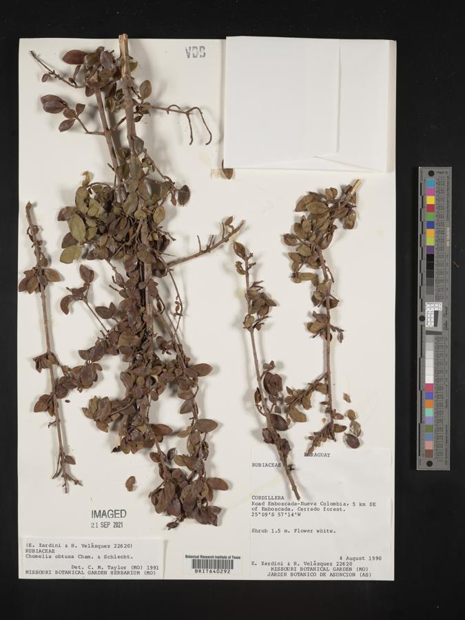 Chomelia obtusa image