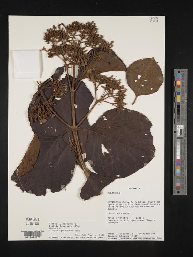 Tarenna nilotica image