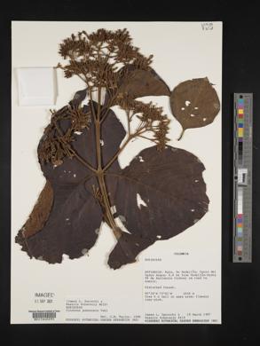 Image Associated With the Occurence