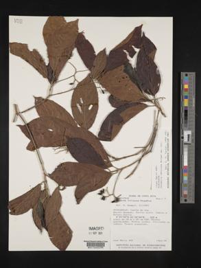Chomelia venulosa image
