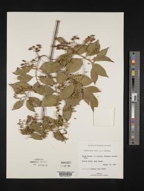 Chiococca alba image