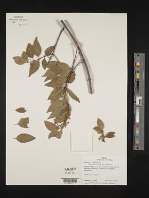 Chiococca alba image