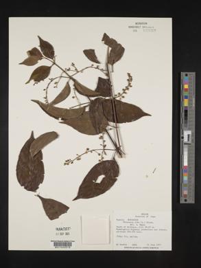 Chiococca alba image