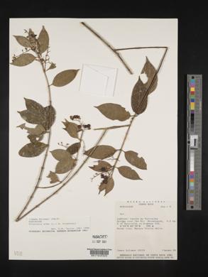 Chiococca alba image