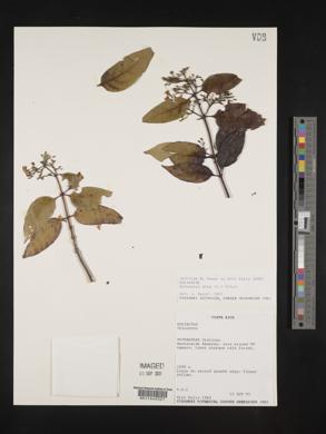 Chiococca alba image