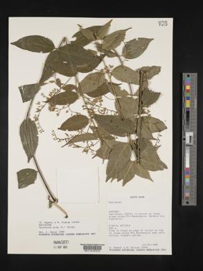 Chiococca alba image
