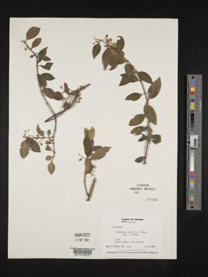 Chiococca alba image