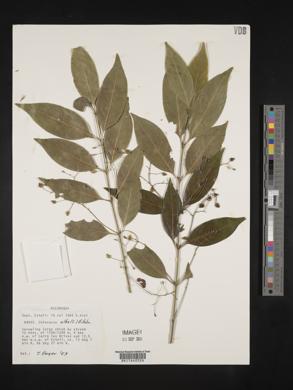 Chiococca alba image