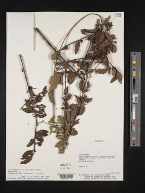 Chiococca alba image