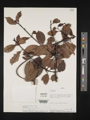 Chiococca belizensis image