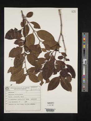 Chiococca nitida image