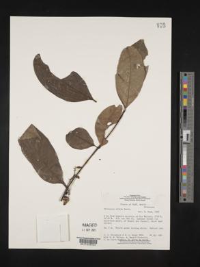 Chiococca nitida image