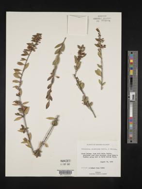 Chiococca pinetorum image
