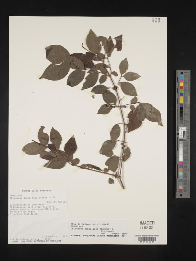 Chiococca semipilosa image