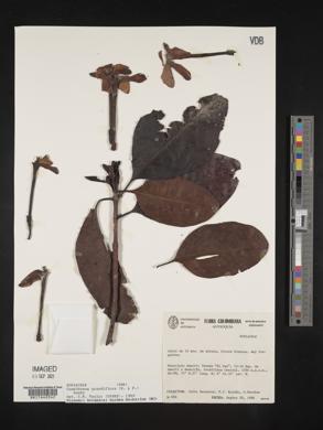 Cosmibuena grandiflora image