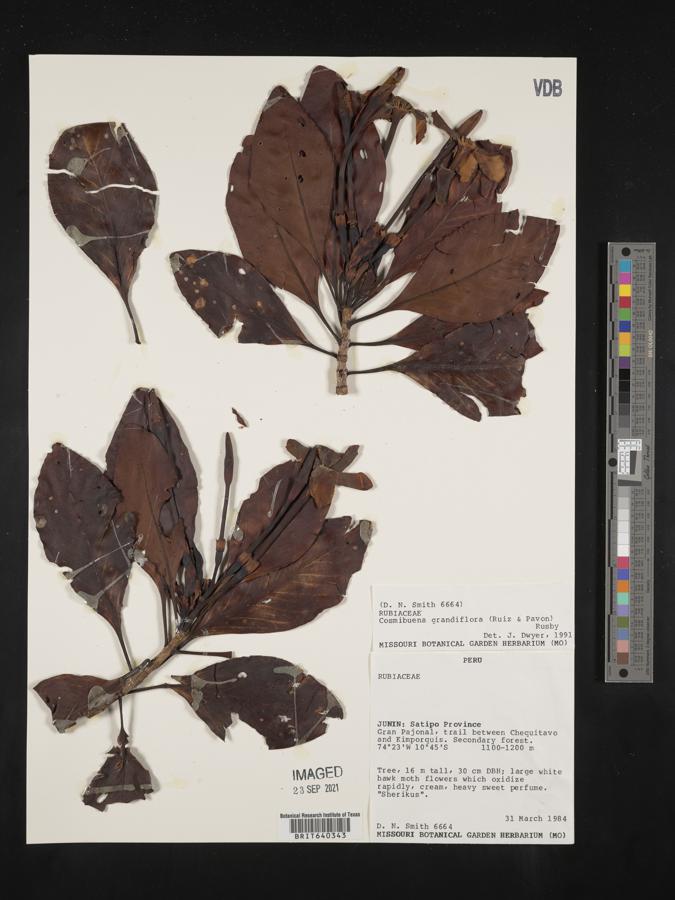 Cosmibuena grandiflora image