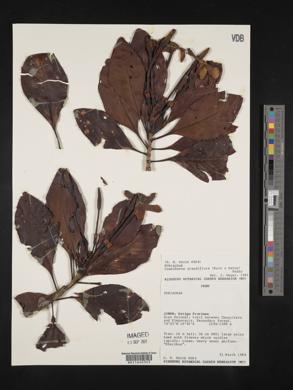 Cosmibuena grandiflora image