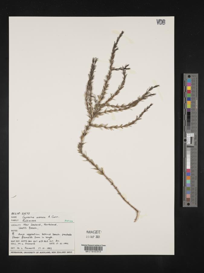 Coprosma acerosa image