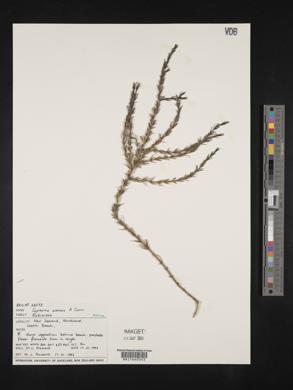 Media resource of Coprosma acerosa