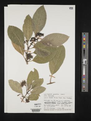 Coprosma grandifolia image