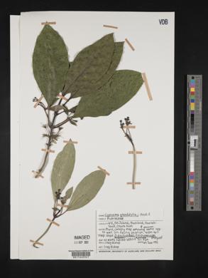 Media resource of Coprosma grandifolia