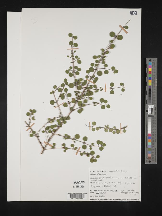 Coprosma rhamnoides image