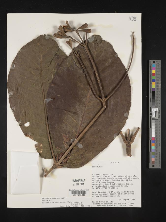 Condaminea corymbosa image