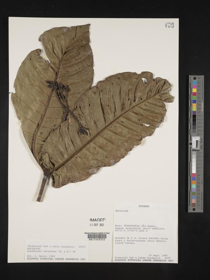 Condaminea corymbosa image