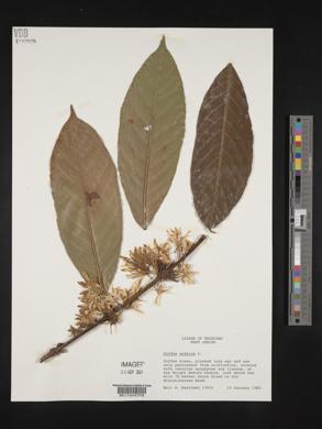 Coffea arabica image
