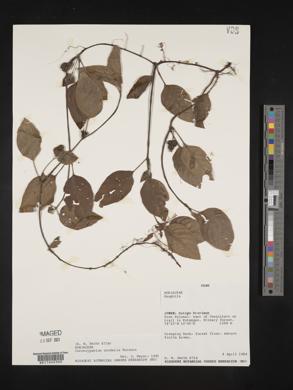Coccocypselum condalia image